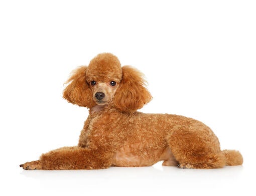 Miniature Poodle Dog Breed Information Purina